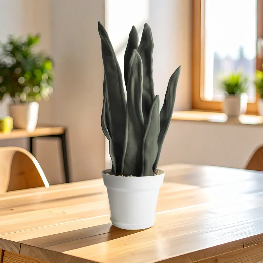 sansevieria