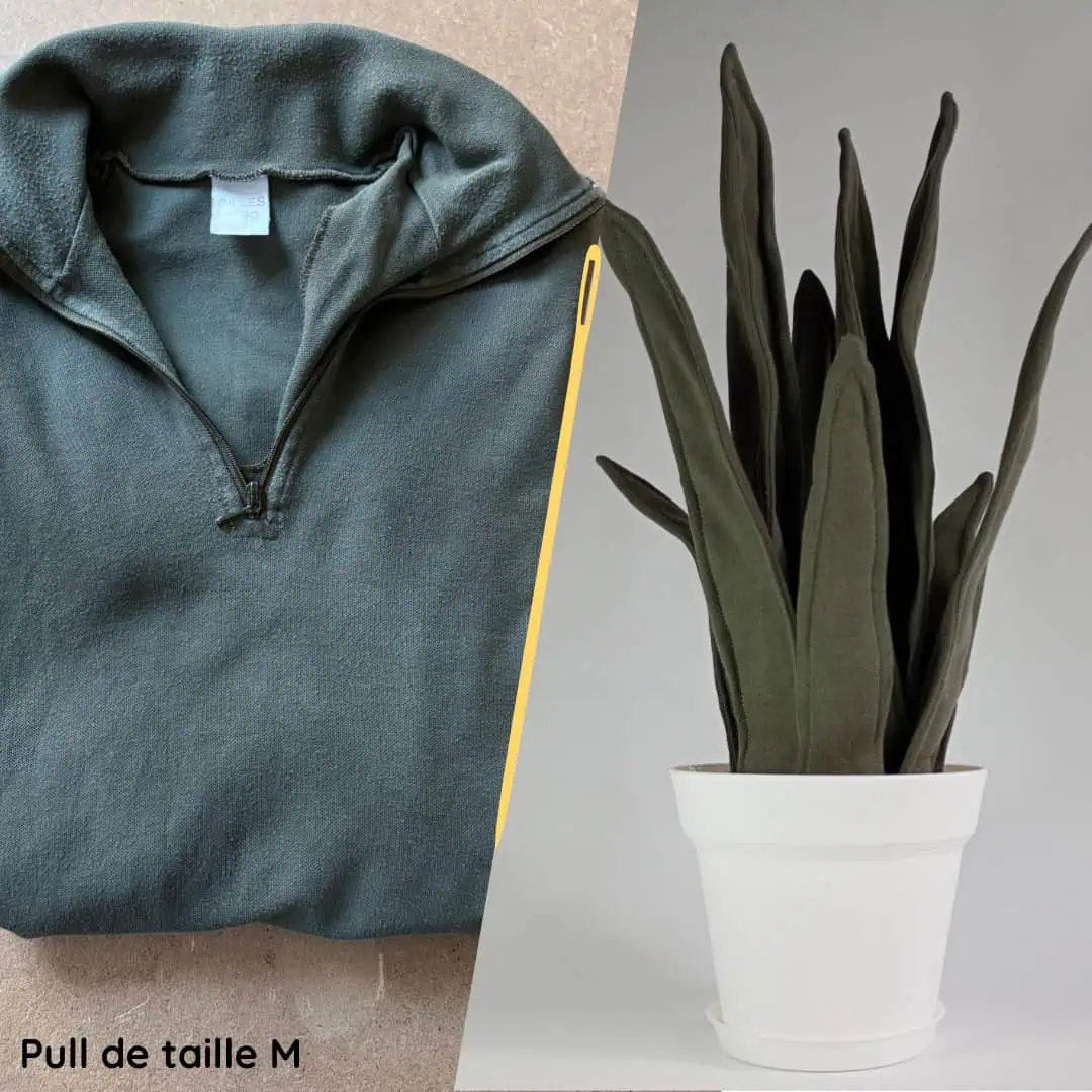 sansevieria