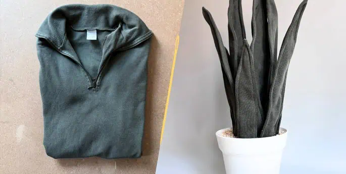 plante avec polo m
