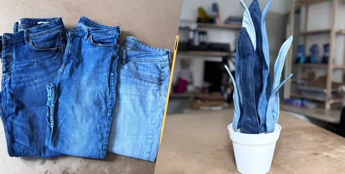 sansevieria avec lot jeans homme femme