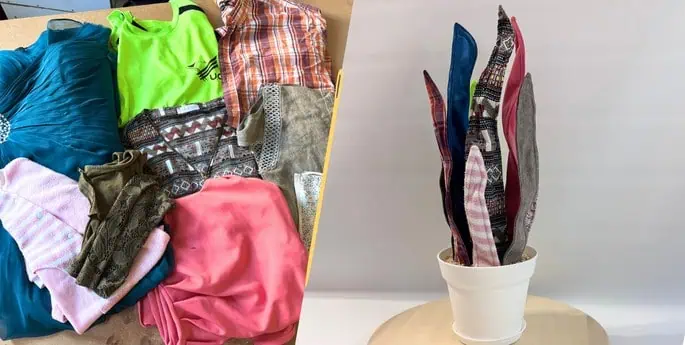 sanseviera avec lots vêtements adultes et enfants