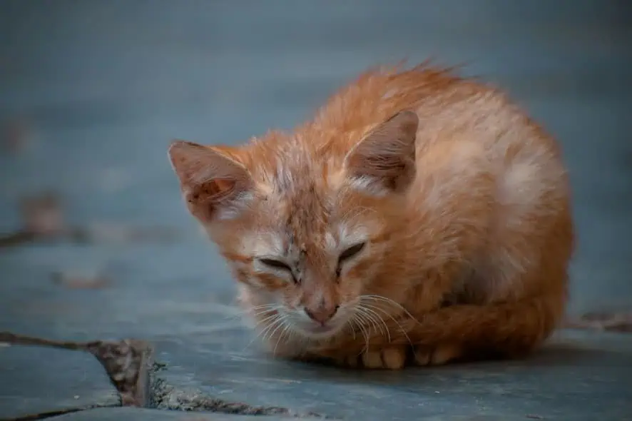 chat
