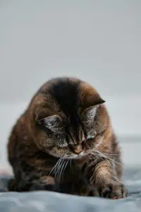 photo blog deuil de son chat