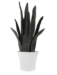 sansevieria