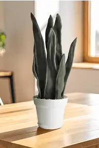 sansevieria plante souvenir mockup accueil