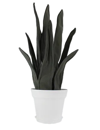 sansevieria