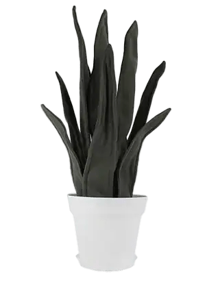 sansevieria